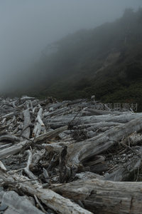 雾锁山崖下的枯木堆场