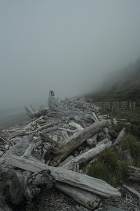 雾中海岸枯木延伸至山脚