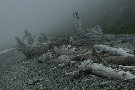 雾中海岸枯木与卵石滩的静谧景象