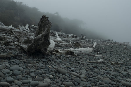 迷雾中的海滩枯树根特写