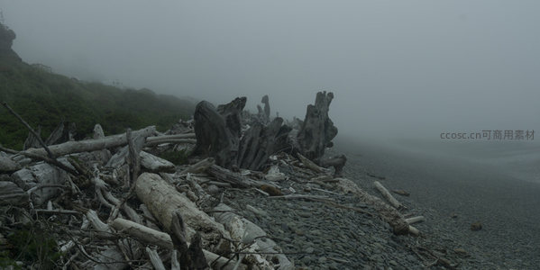 雾霭笼罩下海岸堆积的漂流木群
