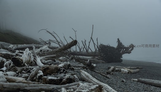 雾中海岸枯枝残骸的萧瑟之美