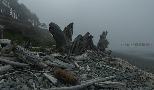雾中海岸枯木堆叠，静谧如画