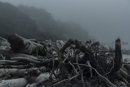 迷雾弥漫，枯枝缠绕海岸线