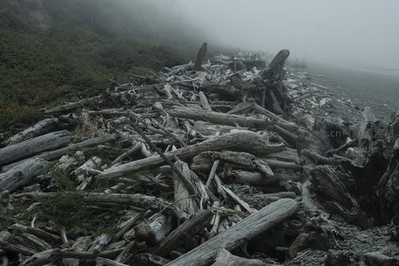 雾锁海岸，枯木成林显苍凉