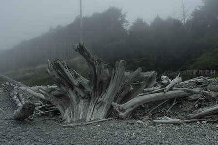雾霭山林旁，巨根盘踞石滩