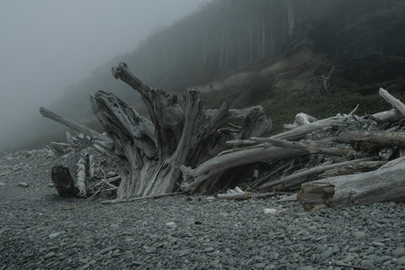 雾中海岸枯木与卵石滩的静谧景象
