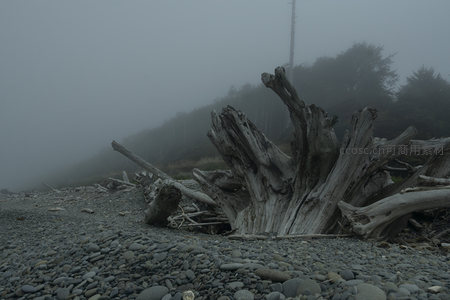 迷雾弥漫的海滩上散落着风化木桩