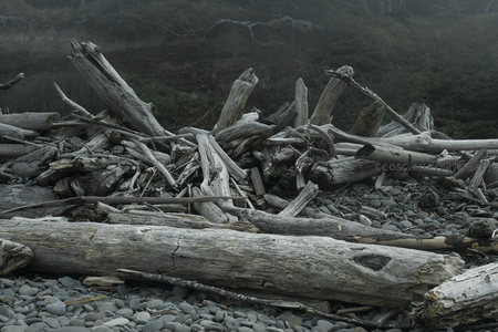 灰色调的海岸废墟：风化的巨木与碎石