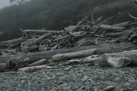 雾霭中的海岸线：枯木堆与卵石滩的交响