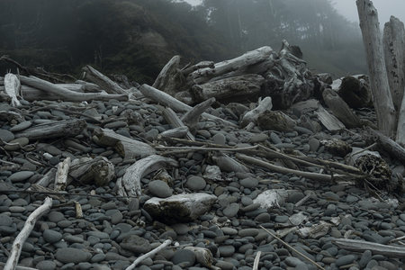 雾中海岸的漂木与卵石滩