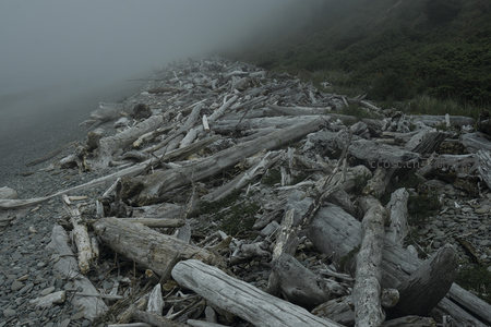 迷雾海岸线上的枯木堆