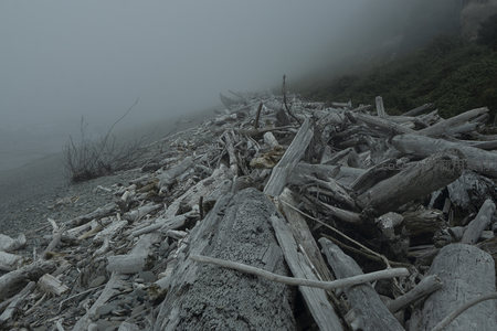 雾霭中的海岸漂木特写