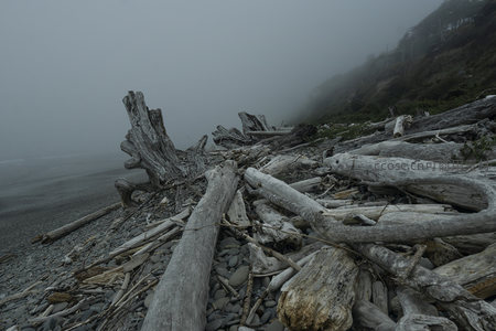 灰雾笼罩的海岸枯树根