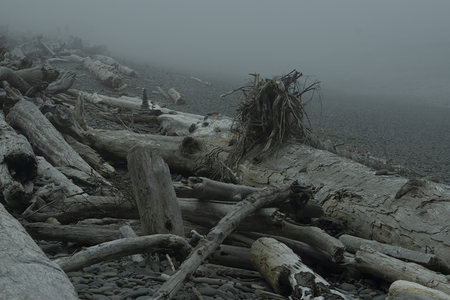 雾中海岸的漂木群落