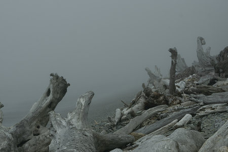 雾中海岸枯木与卵石滩的静谧景象