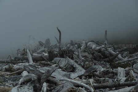 迷雾弥漫的海滩堆积枯木群像