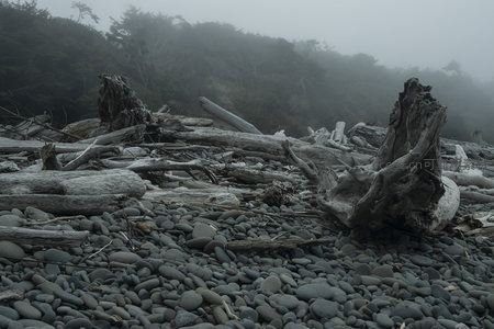 雾气缭绕的林边卵石滩与巨木残骸