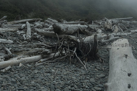 潮湿卵石滩上盘根错节的漂木特写