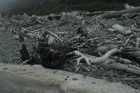 灰暗色调下海滩枯木根系的沧桑之美