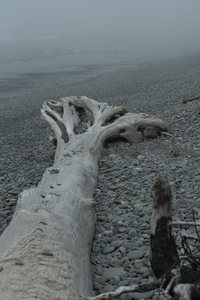 雾中海滩的漂木与卵石