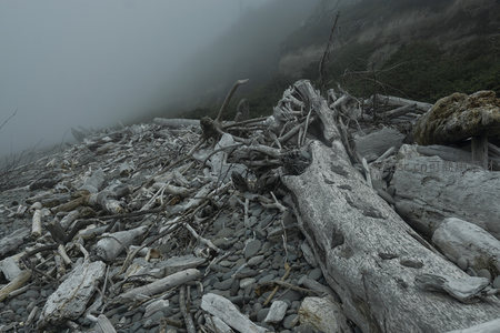 雾霭山崖下的漂流木堆