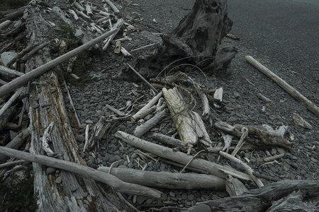 枯木残枝铺满灰暗沙滩