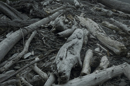 风化漂流木与鹅卵石共生