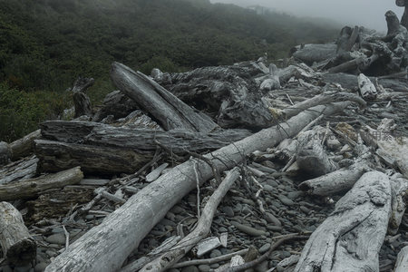 雾锁林间滩涂的巨木群
