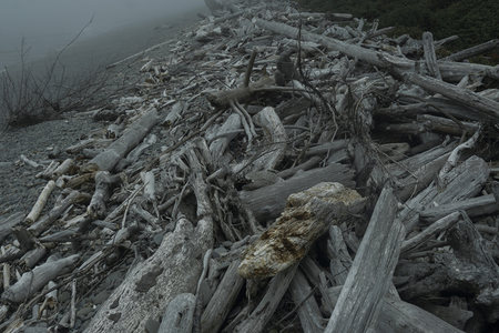 雾中海岸漂木堆叠成景