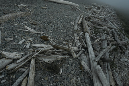 灰调海滩散落枯木残枝