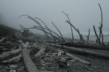 迷雾海岸巨木如龙骨横陈