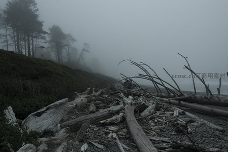 雾中海岸枯木与苍翠山林的静谧画卷