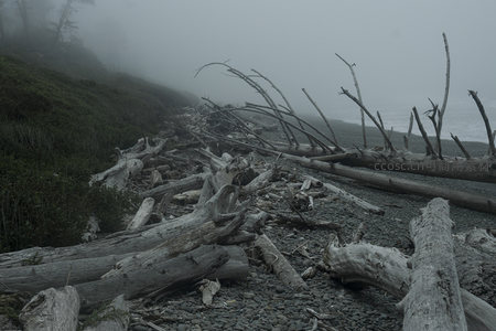 迷雾弥漫的海滩上堆叠的古老漂流木
