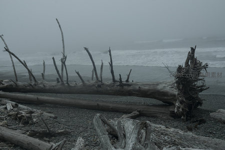 巨木横卧雾海之滨，枝干如骨刺向苍穹