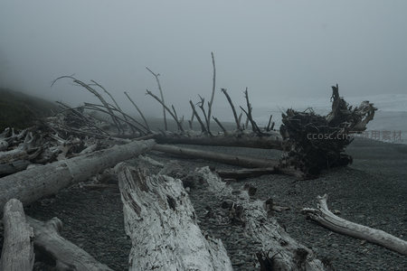 雾霭中的漂流木群，静默诉说潮汐故事