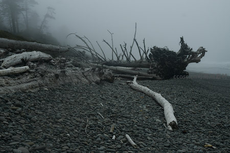 雾锁海岸，枯木与石滩构成的冷色调诗篇