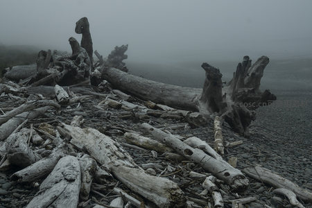 雾中海岸枯木堆叠的静谧景象