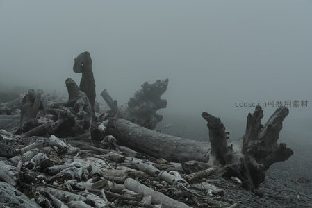 迷雾弥漫的海滩与扭曲树根