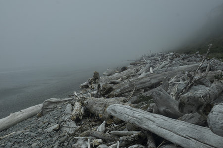 雾锁海岸线旁的漂流木群