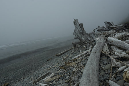 雾中海滩枯木与潮水低语