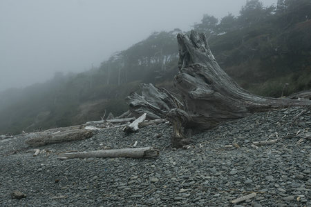 巨木根雕屹立雾海沙滩