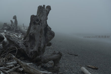 雾中孤木根雕守望空旷海滩