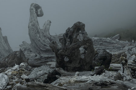 扭曲树根在雾霭中诉说岁月