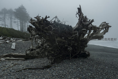 雾锁海岸，枯木如龙盘踞滩头