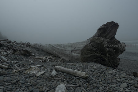 雾中巨木静卧卵石滩，苍凉孤寂