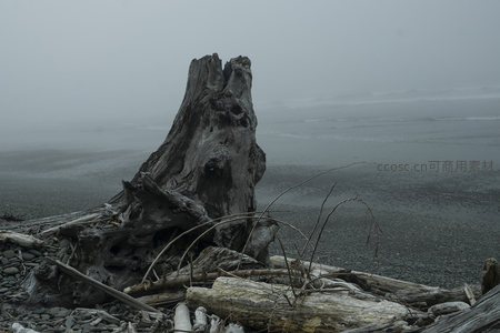 海雾弥漫，树桩如雕塑般矗立