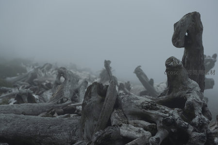 迷雾森林遗迹，枯木群像如远古战场