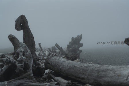 雾霭中的枯木奇观，如沉睡巨兽