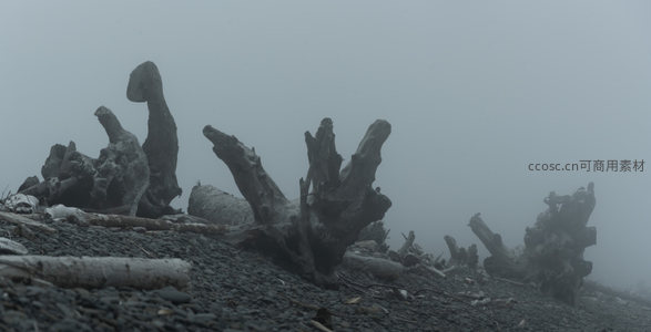 灰雾海岸，枯木残骸列阵如墓碑